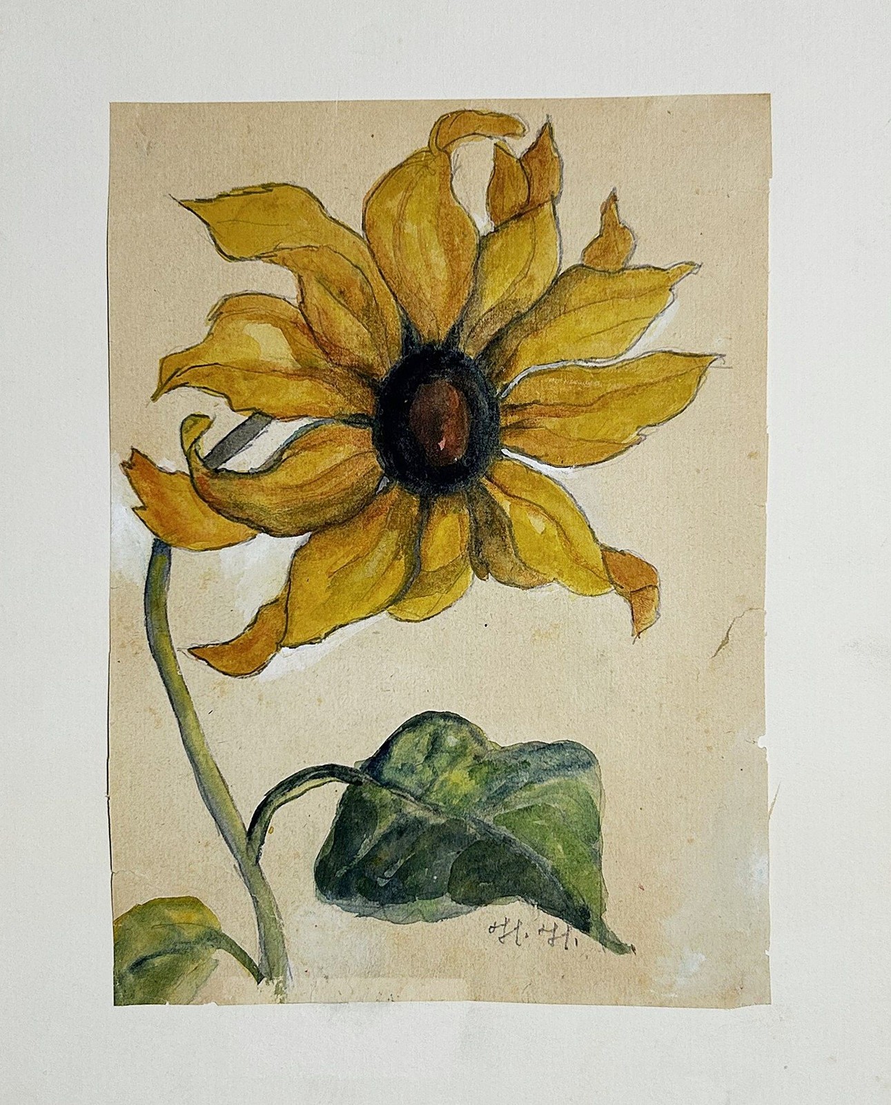 Sunflower sun flower // watercolor drawing drawing design 1930