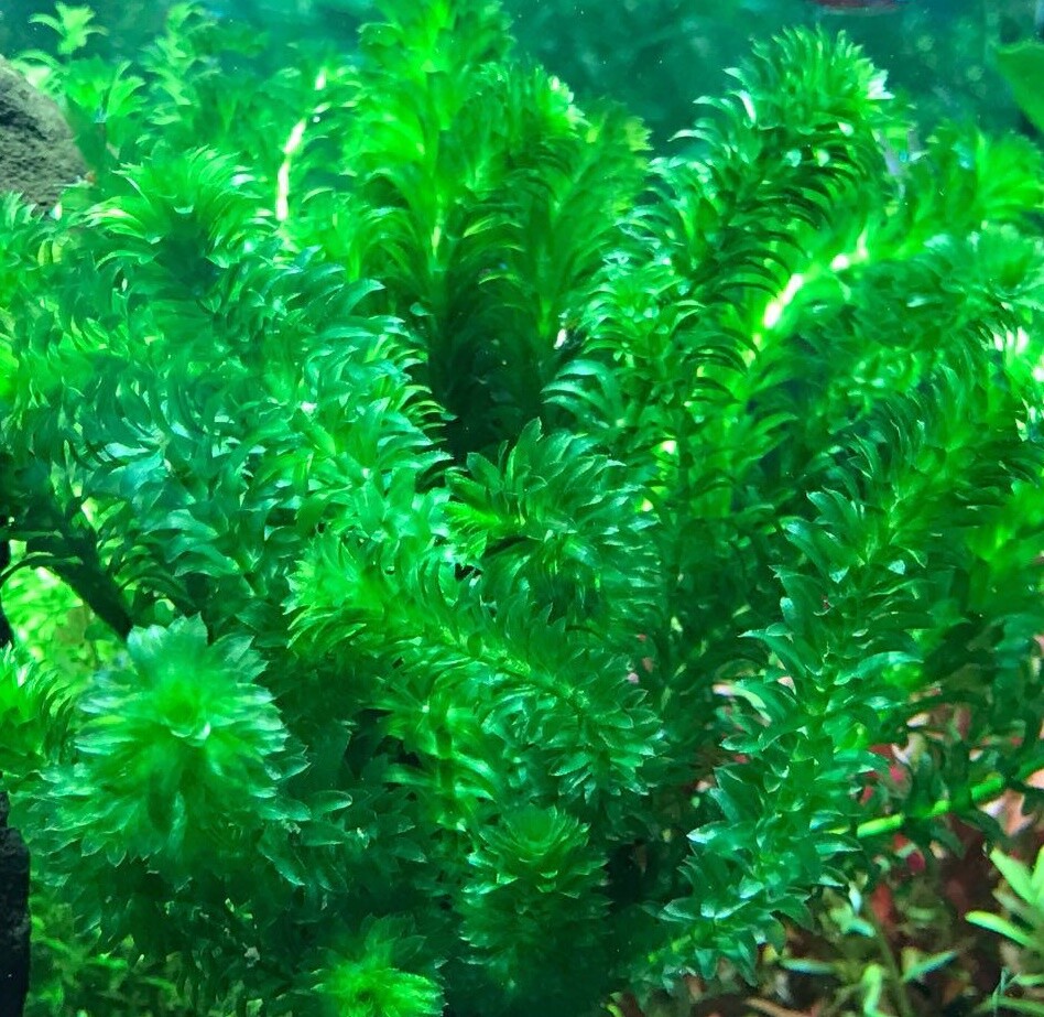 ANACHARIS EGERIA DENSA -  Aquatic Live Plants  SUPER PRICE!!!