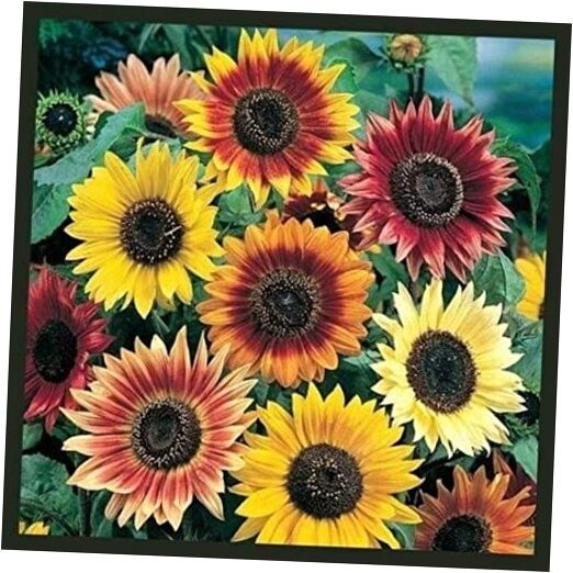 Sunflower Seeds for Planting - Plant & Grow Autumn Beauty Sunflower Mix in 1