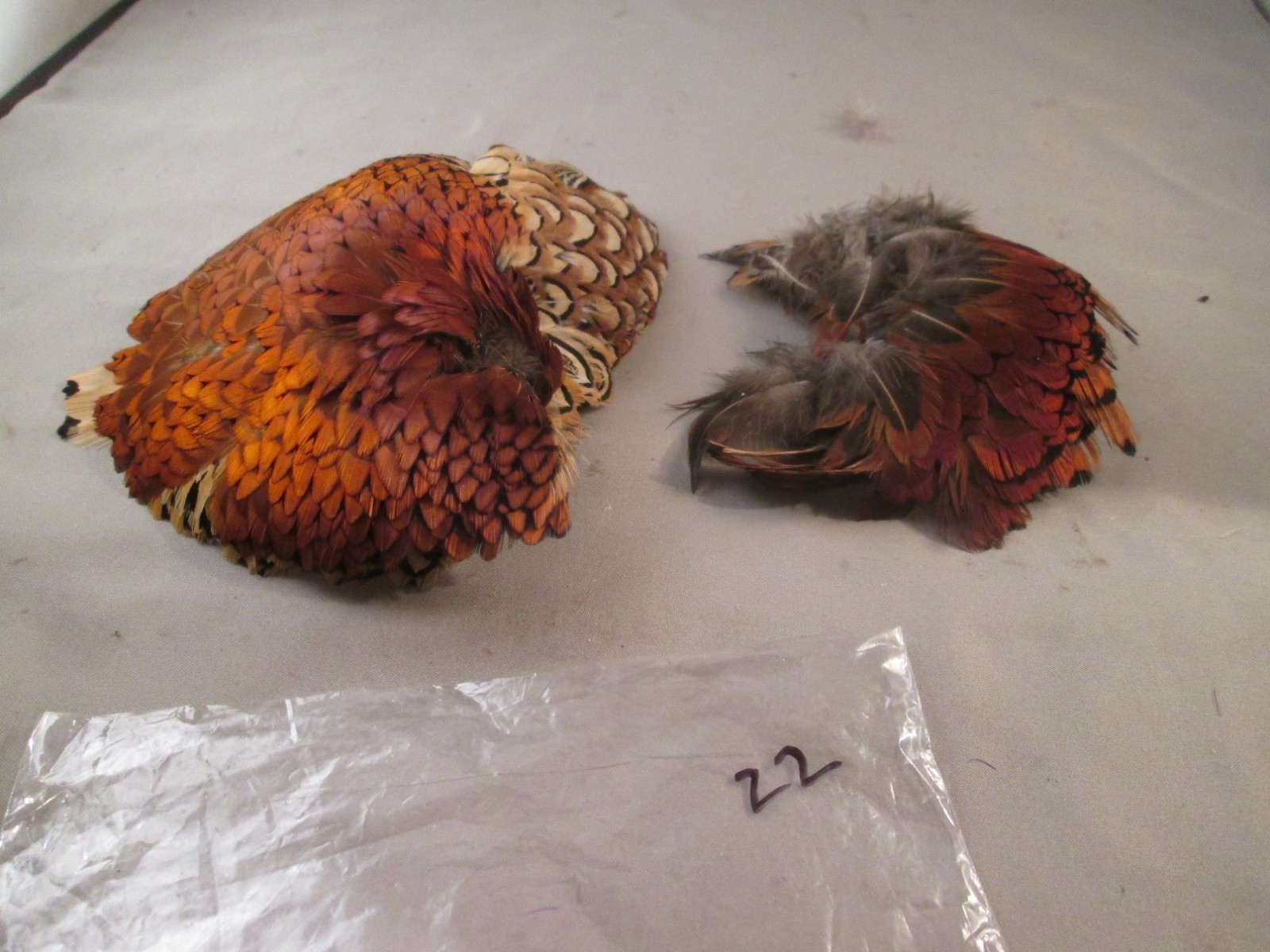 RINGNECK PHEASANT RUMP PATCH #22 Fly Tying Feathers used is in good condition