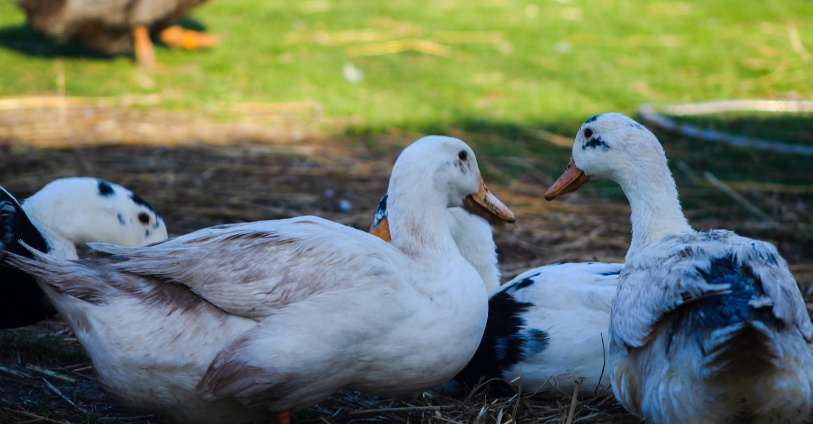 Half Dozen Ancona Duck Hatching Eggs-PA Shipping Only