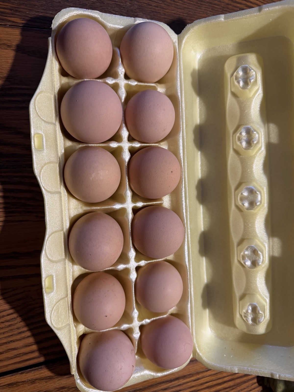 16 + Hatching Eggs Sampler - Easter Egger, Marans, Wyandotte, Ameraucana