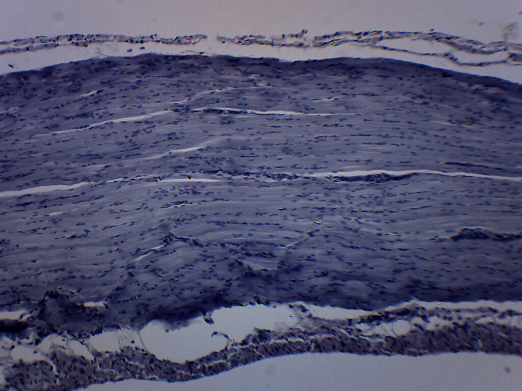 Frog Striated Skeletal Muscle - Prepared Slide - 75x25mm - Eisco Labs