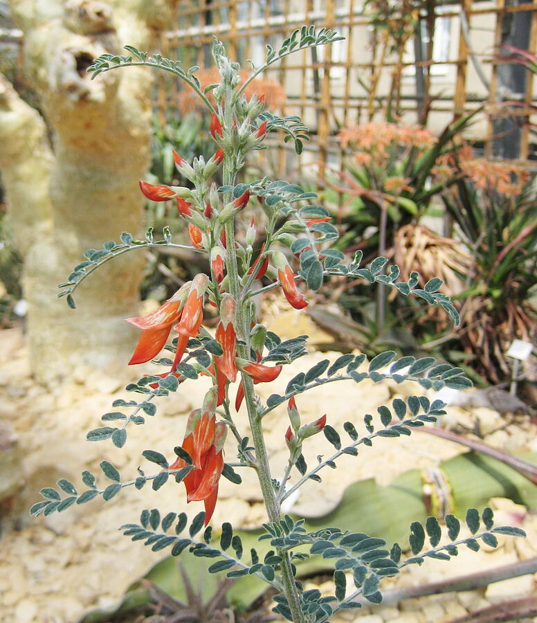 Pure Herbs: Sutherlandia - 4 oz.