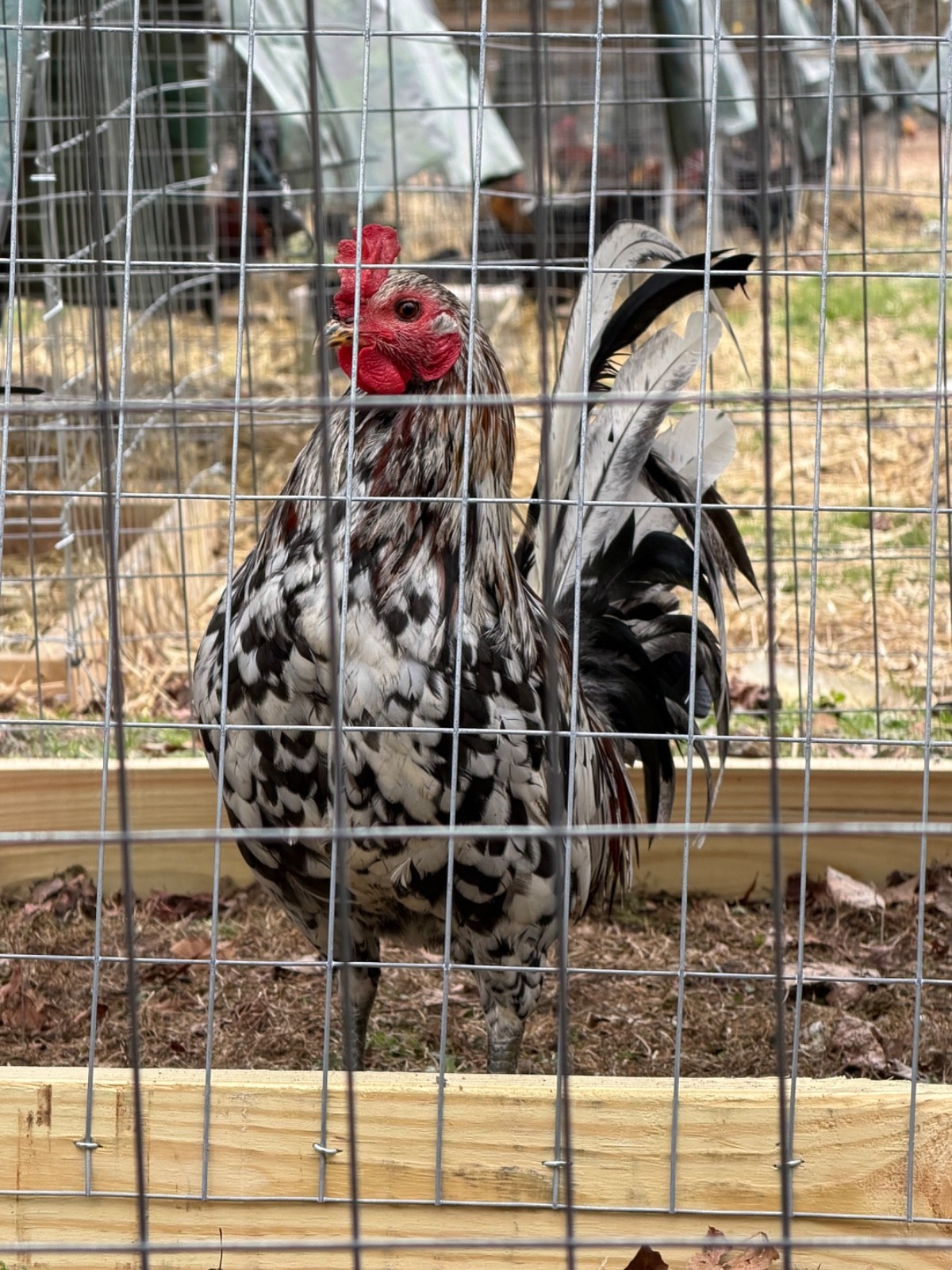 18 Miner Blues chicken hatching eggs