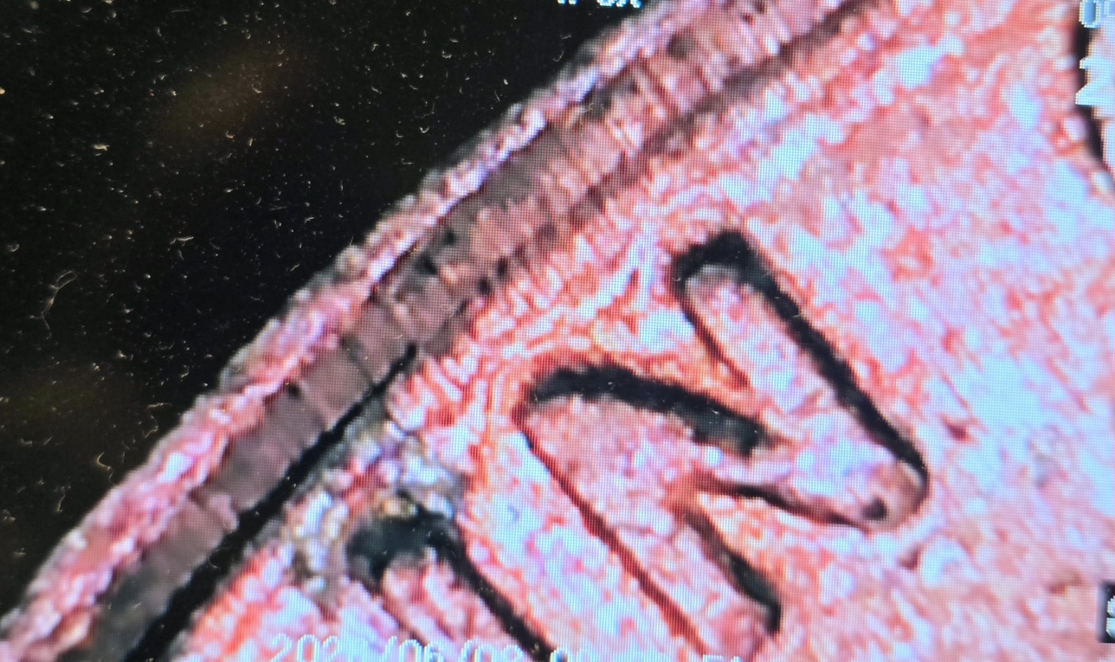 1977 Lincoln Cent 3.1g Copper Red💥Partial Double Rim Obverse & DDR Mint Errors