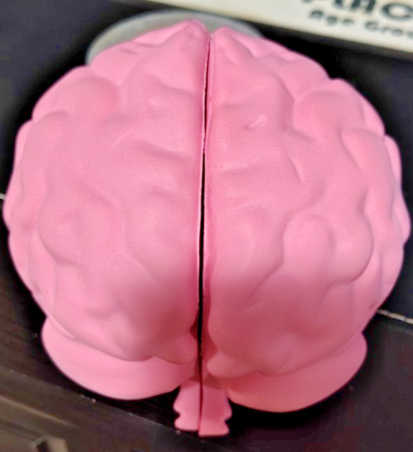Foam Brain Model, Great Educational Tool for Learning & Teaching MAGNETIZED