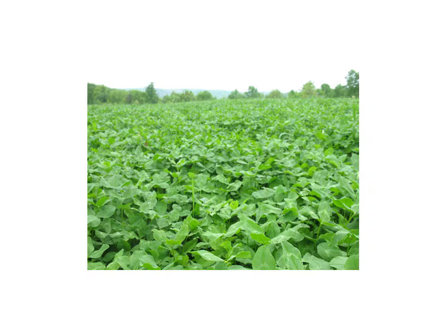 BioLogic Non-Typical Clover Perennial Food Plot Seed 2 lb