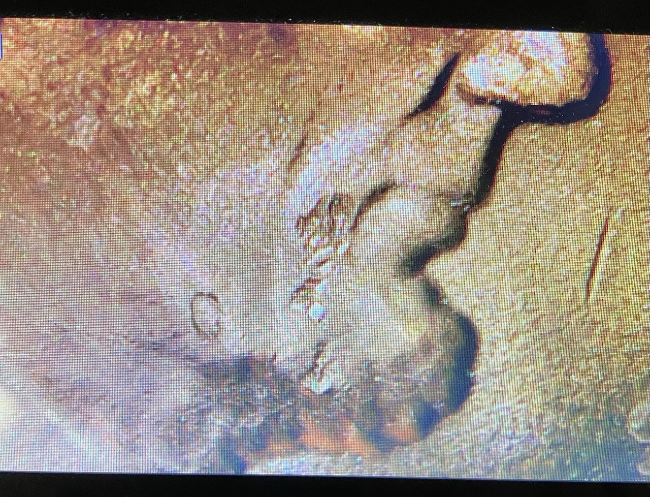 2024 Lincoln Shield Cent Error "Drooling Abe" Stuck Through