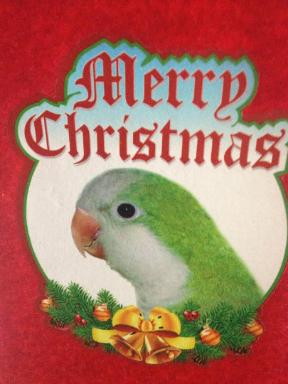 SALE! Green Quaker Parrot / Monk Parakeet Exotic Bird Holiday Christmas Stocking