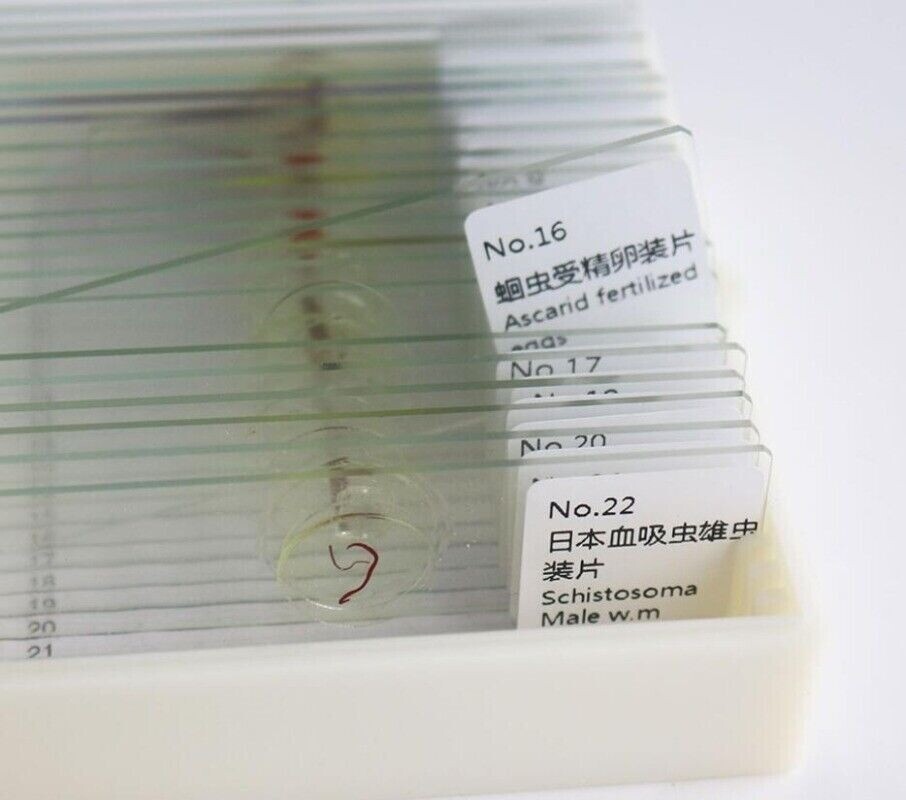 25pcs Parasites Microscope Specimen Slides for Parasitology Teaching Research