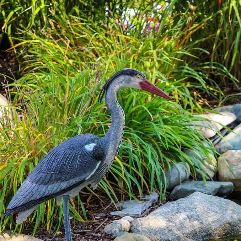 Great Blue Heron Decoy 30" Tall  Water Garden & Pond Predator Deterrent