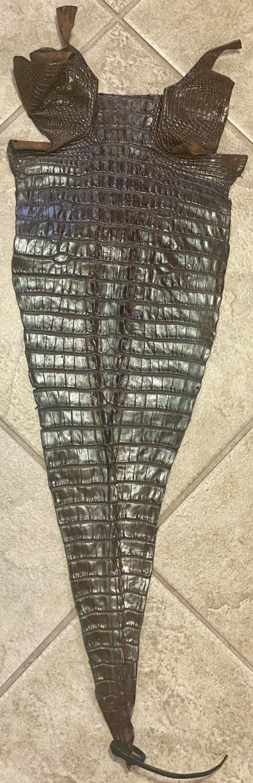 Genuine American Alligator Tail Brown Hornback Gator Hide 9182-A2