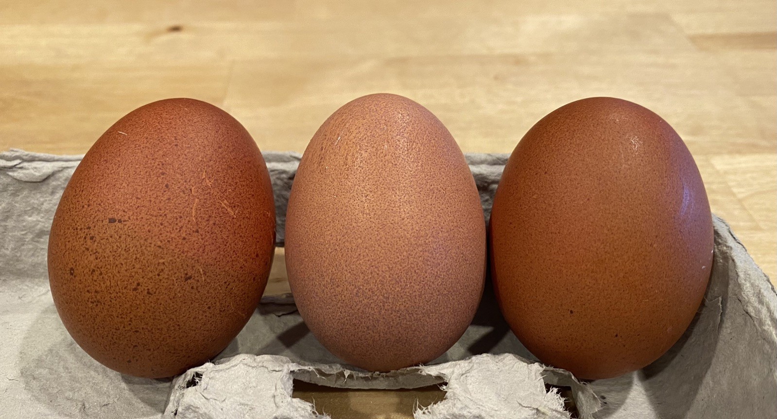 12 Welsummer X Green queen hatching eggs