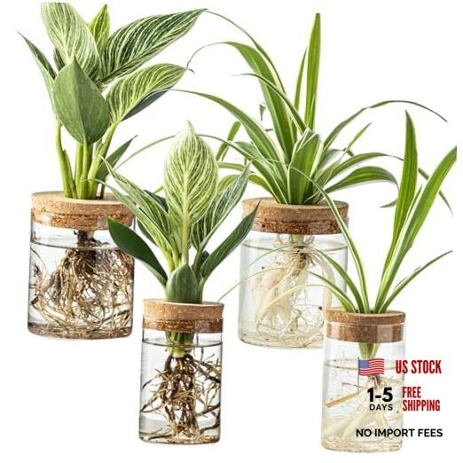Glass Plant Propagation Stations for Plants – Set of(2 Large & 2 Small) 4
