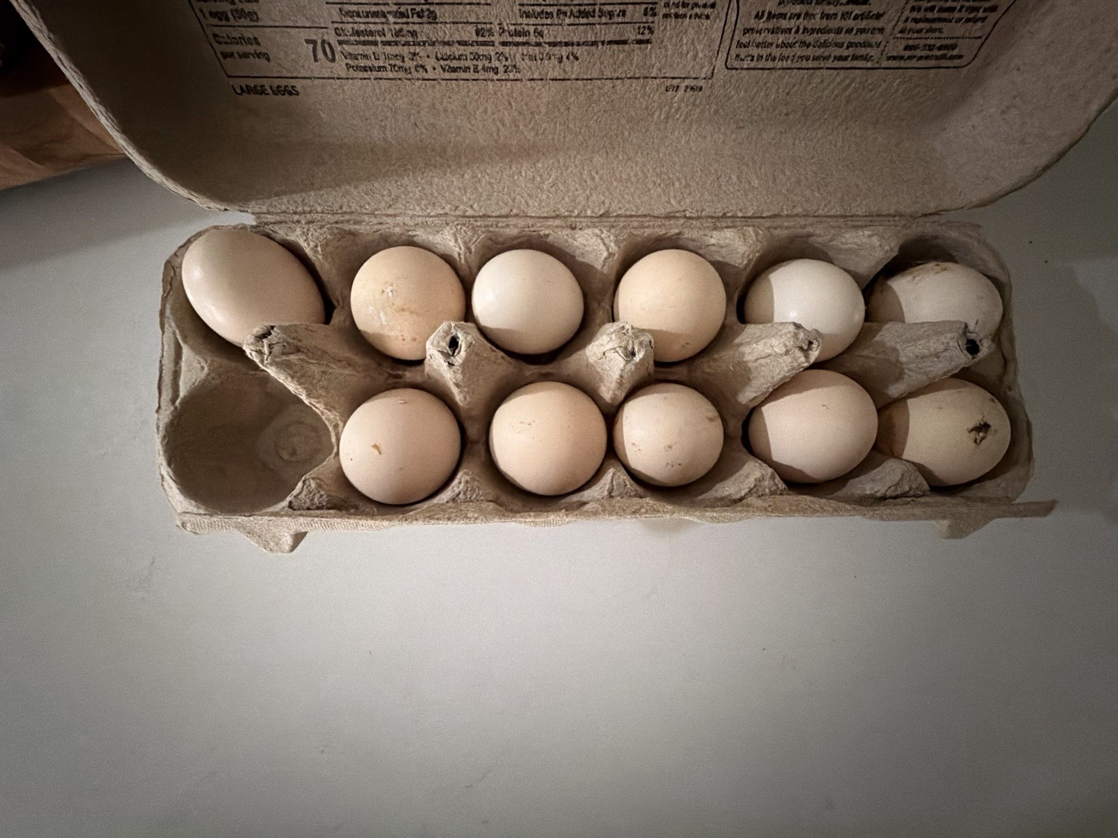 Gray Silkie Chicken Hatching Eggs