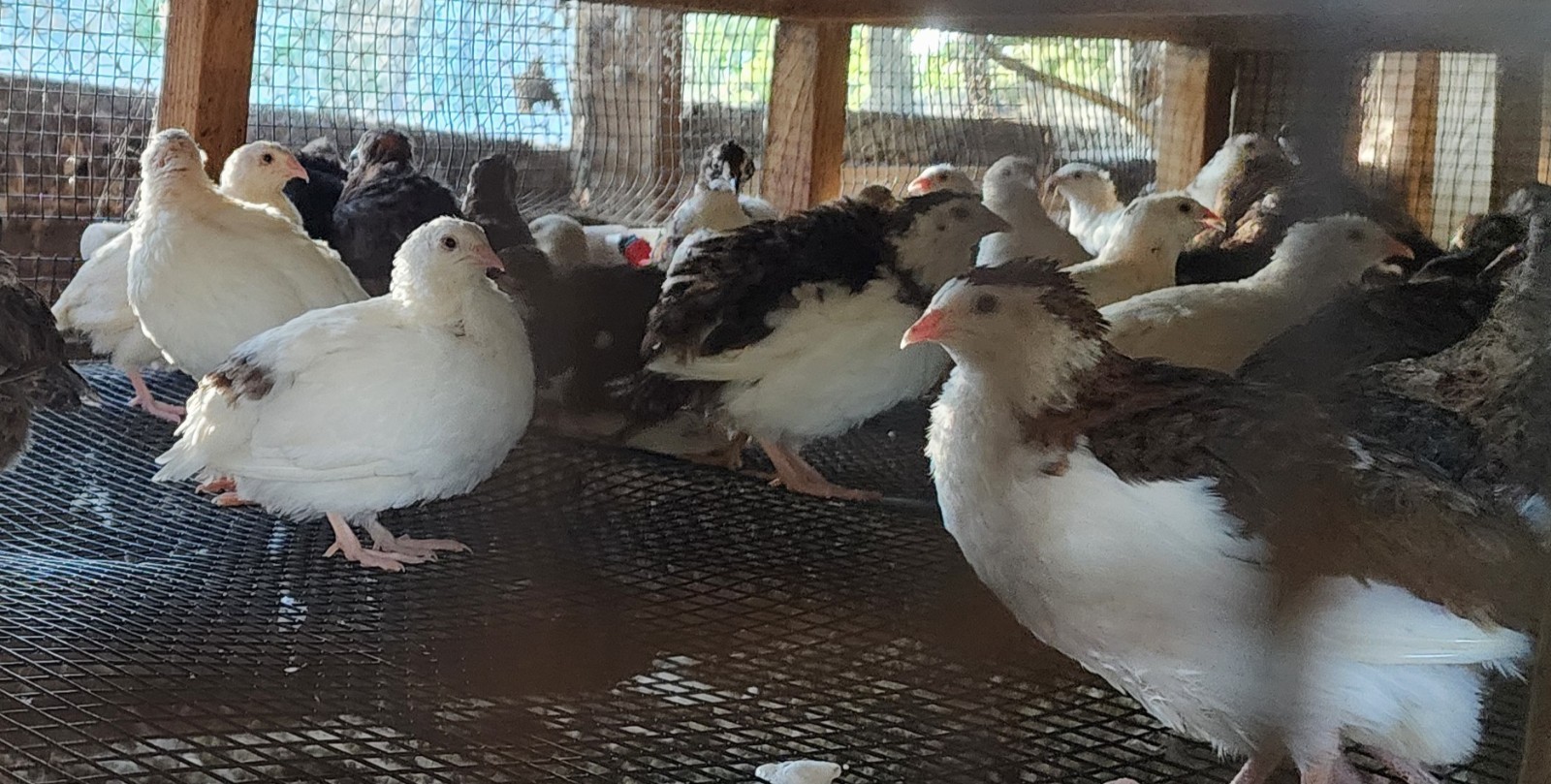 200+10 Celadon Coturnix Quail Hatching Eggs