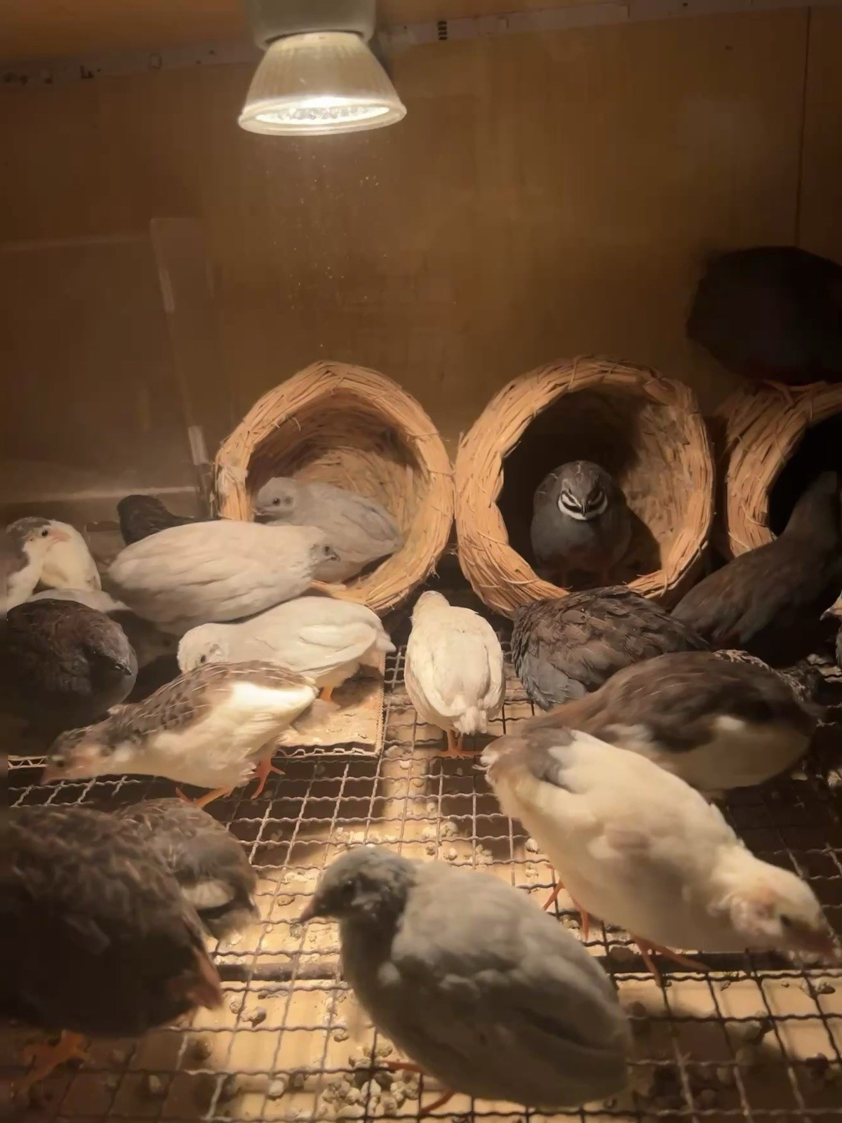 22（+2EXT）Button Quail Hatching Eggs Rare Exotic Colors, Chinese Painted