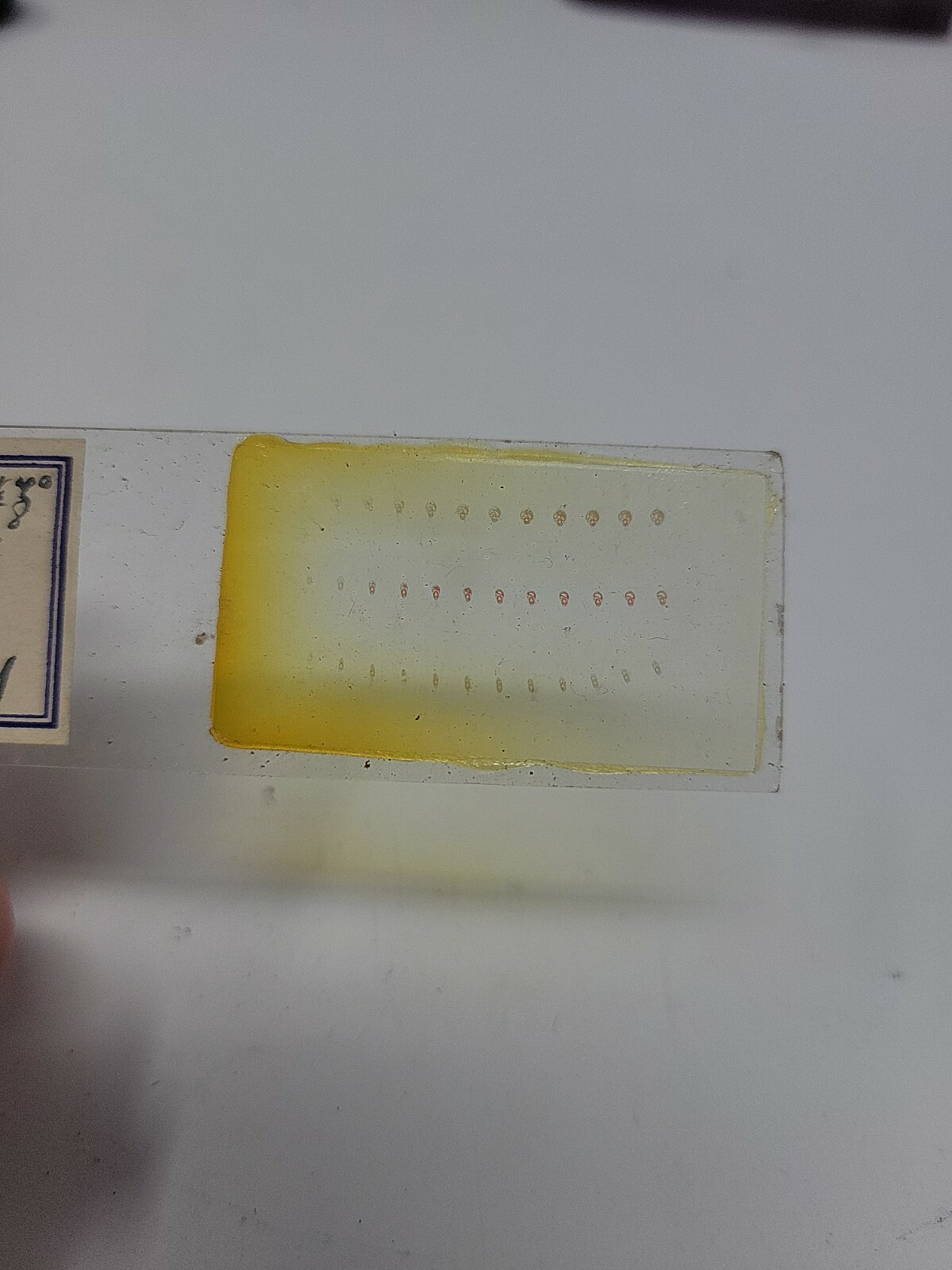 Vintage Microscope Slide 1941