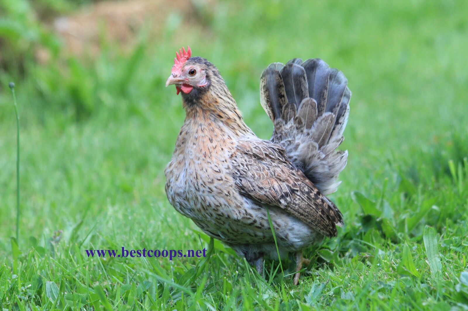 4+ Fertile Show Quality Serama Chicken Hatching Eggs