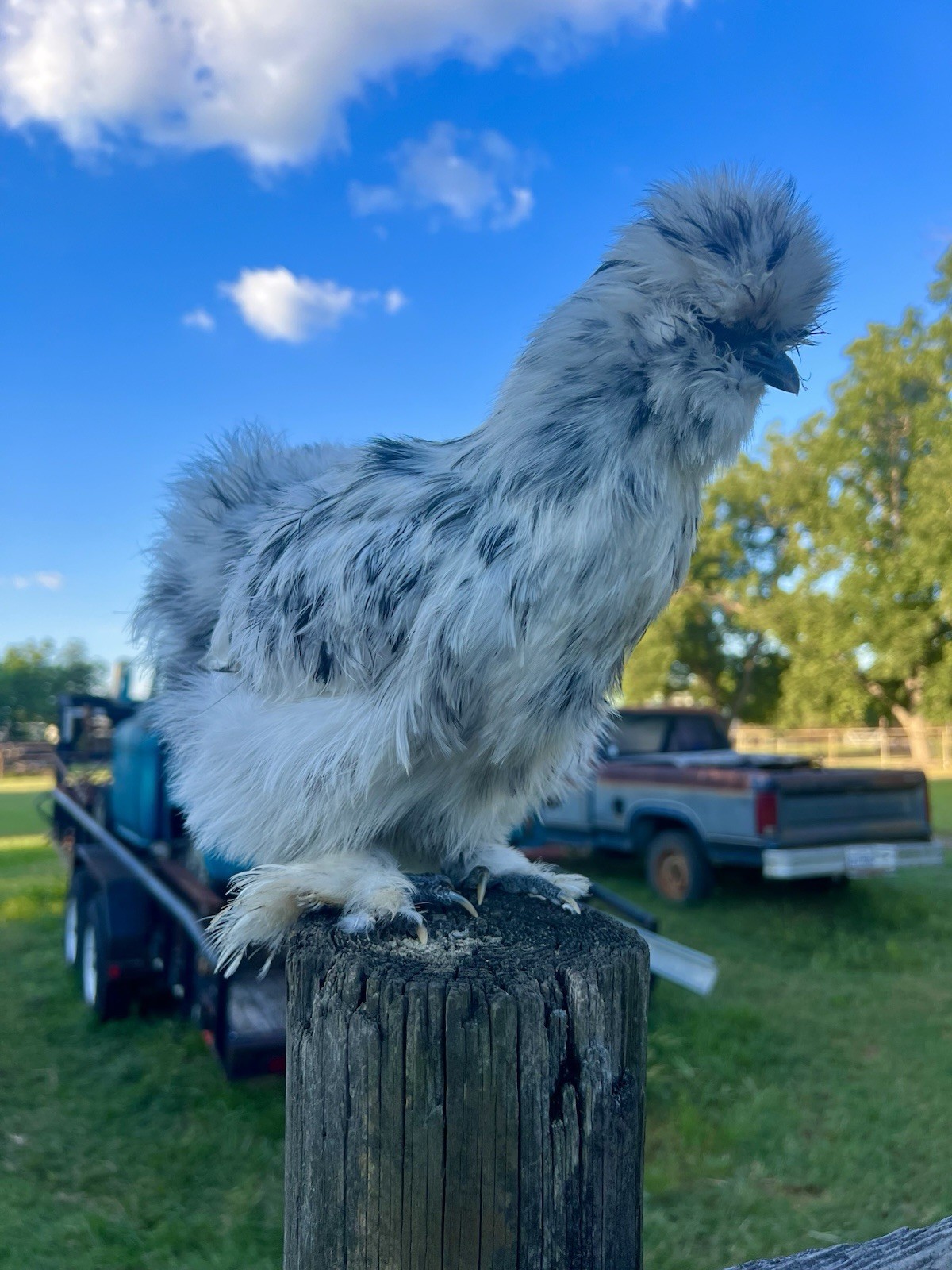 6+ Bearded Paint Silkie Hatching Eggs NPIP Certified Flock