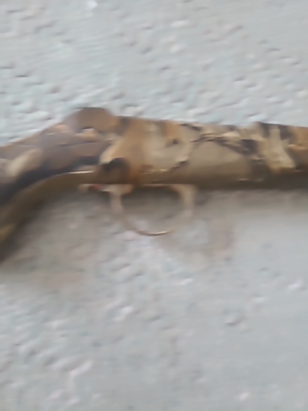 CVA Eclipse Hunter Muzzleloader Rifle stock 50 cal Buttpad Trigger Guard Camo