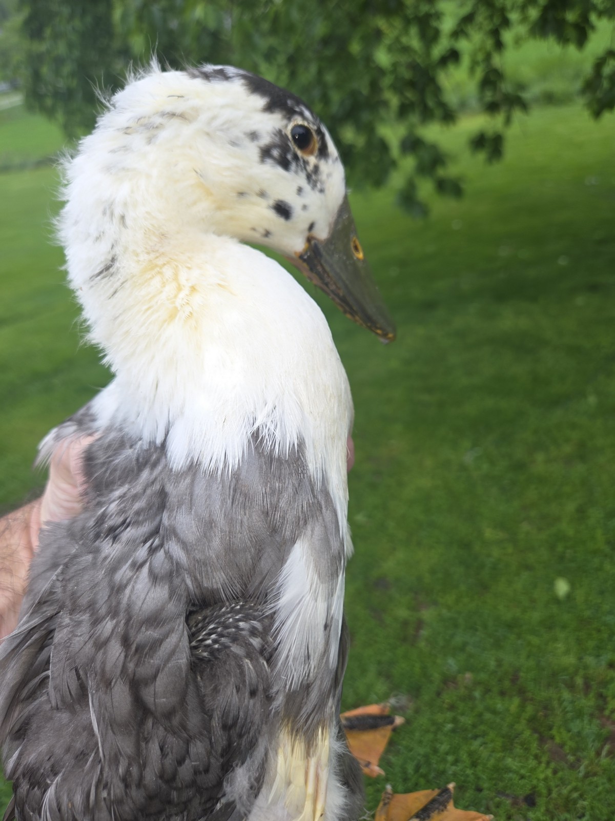 6+ Cayuga & Ancona fertilized duck eggs