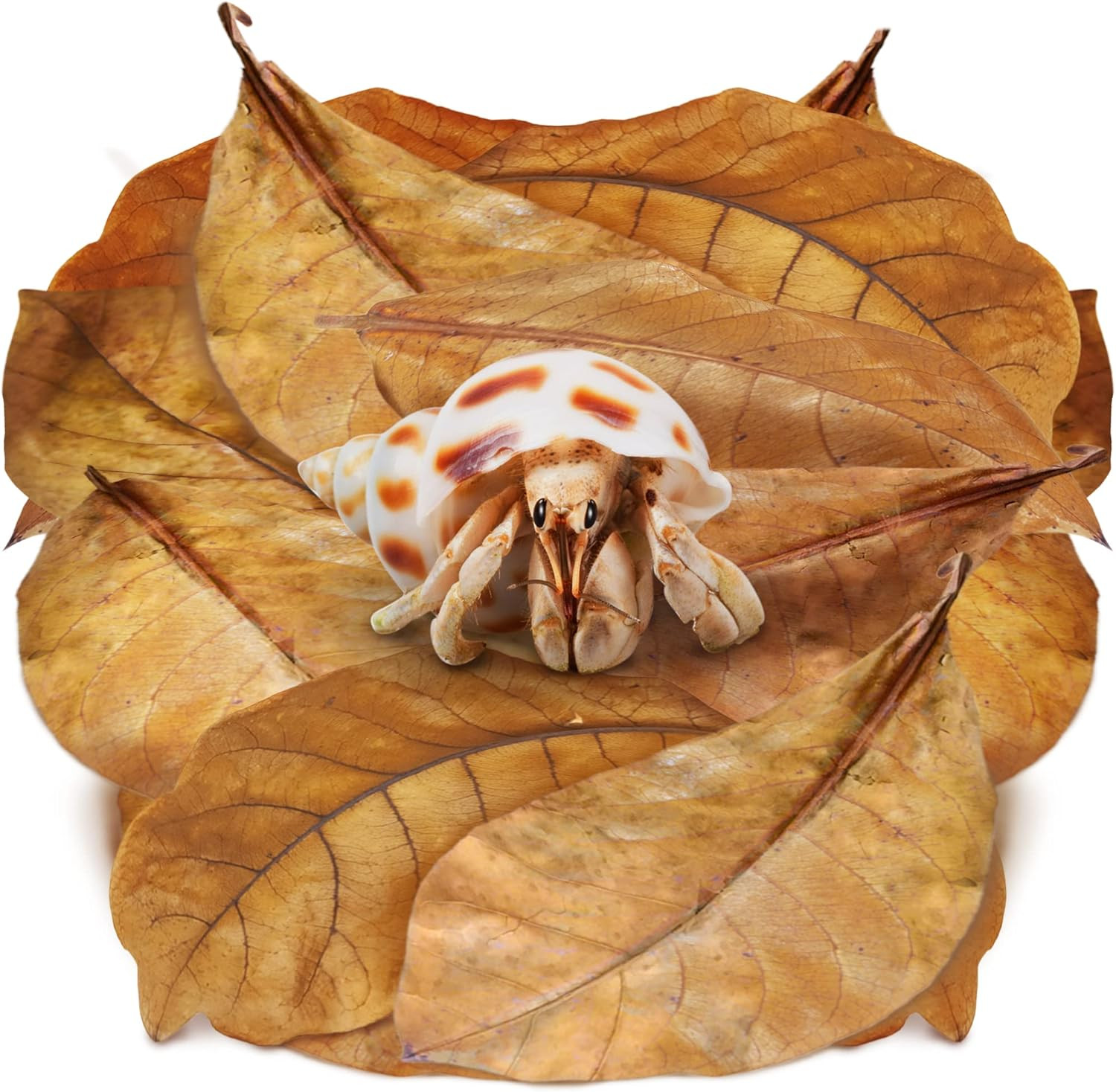 10 Pack Large Hermit Crab Catappa Indian Almond Leaves, 7-9 Inches Long, Dried L