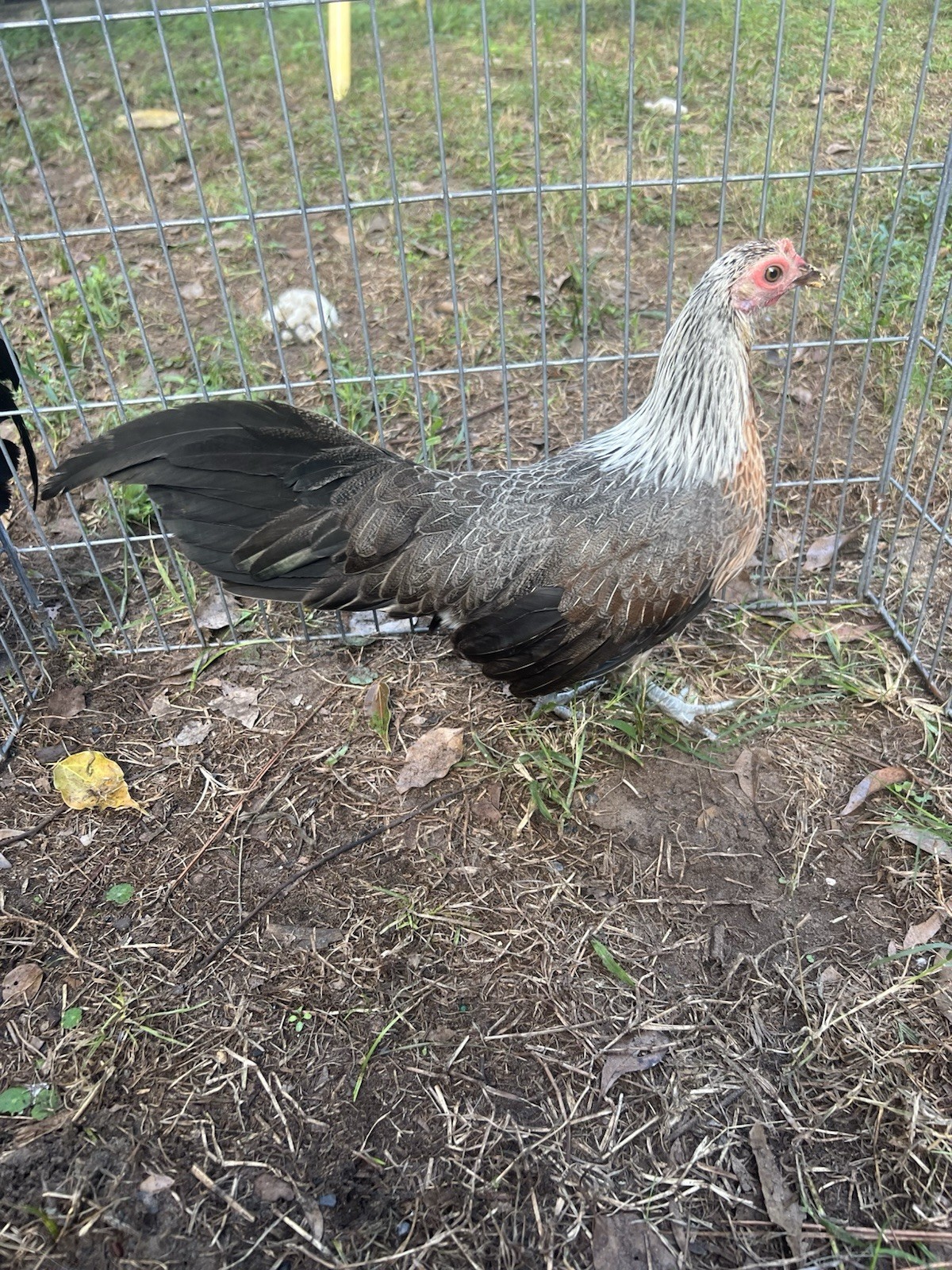 6+ Eggs for Hatching Mini Phoenix Fertile Eggs