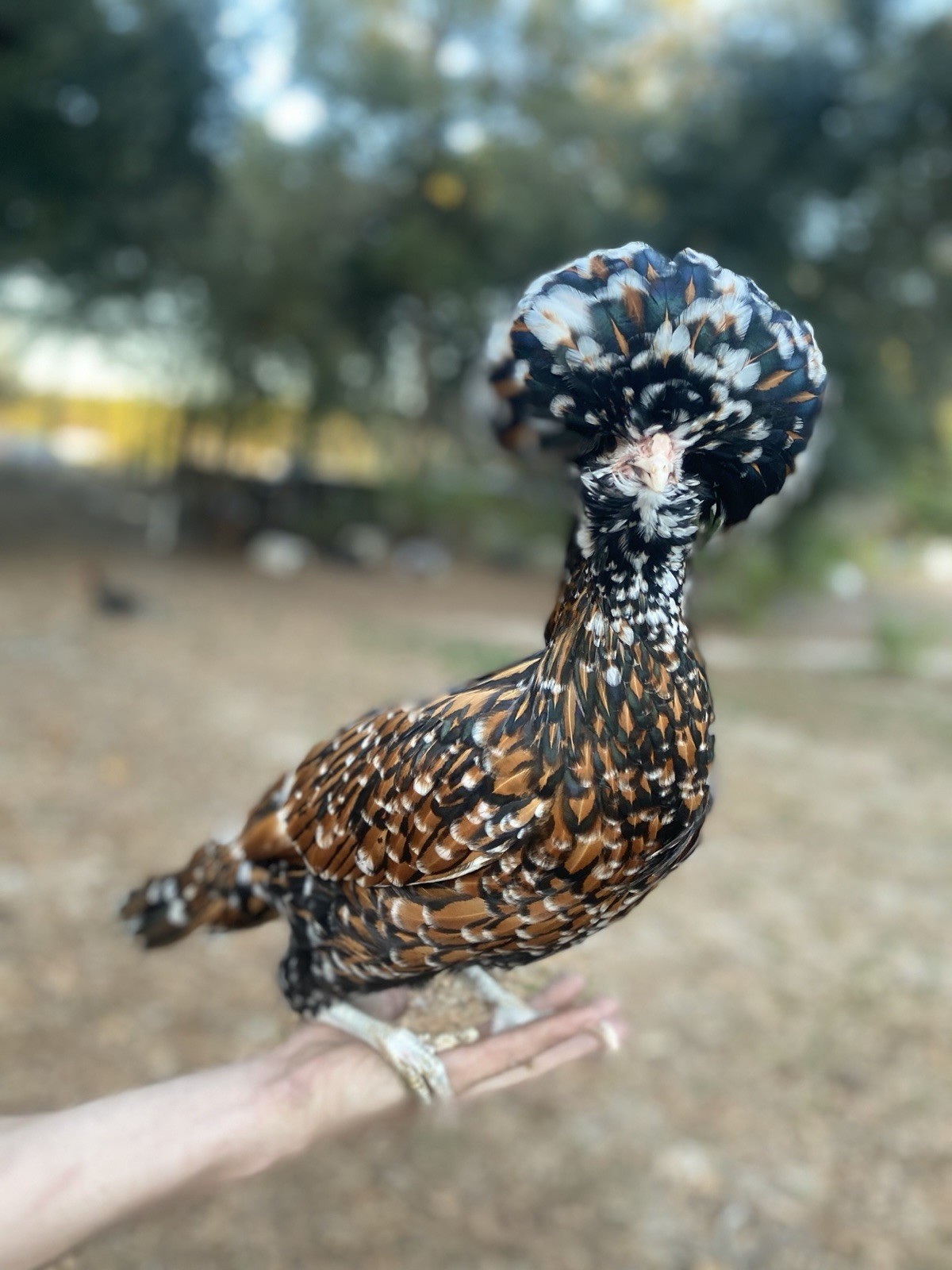 12+ Assorted Polish Hatching Eggs Tolbunt, Buff Laced, BBS
