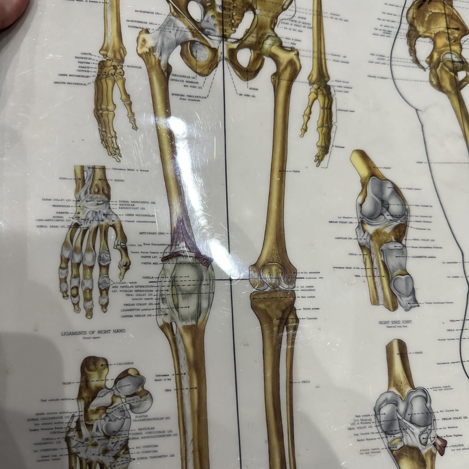 The Skeletal System Peter Bachin 1947 Original Vintage