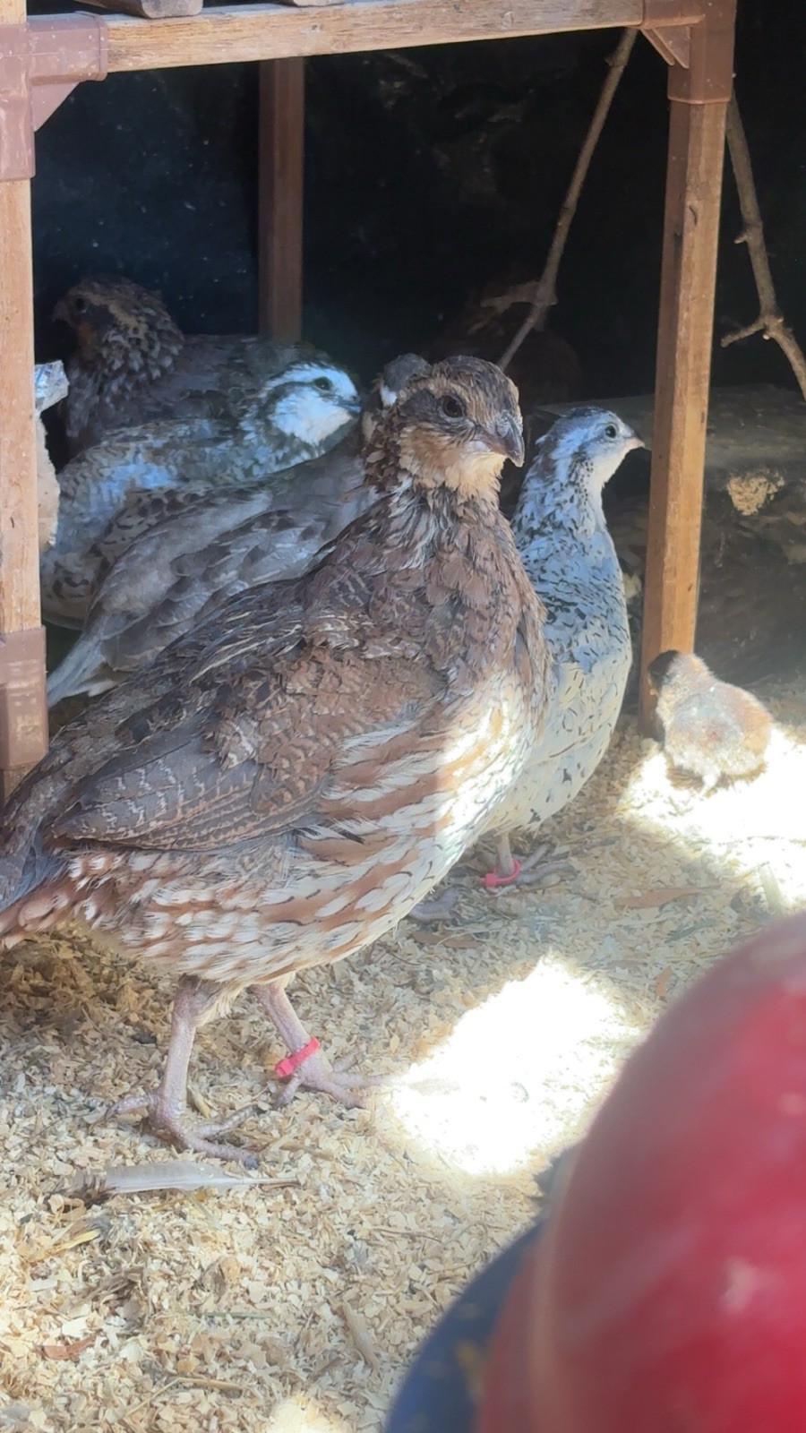 24+ Mixed Bobwhite Hatching Eggs