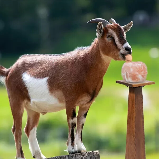 Himalayan Animal Salt Lick Block 6 lb & Rope Mineral & HYDRATION Livestock Deer