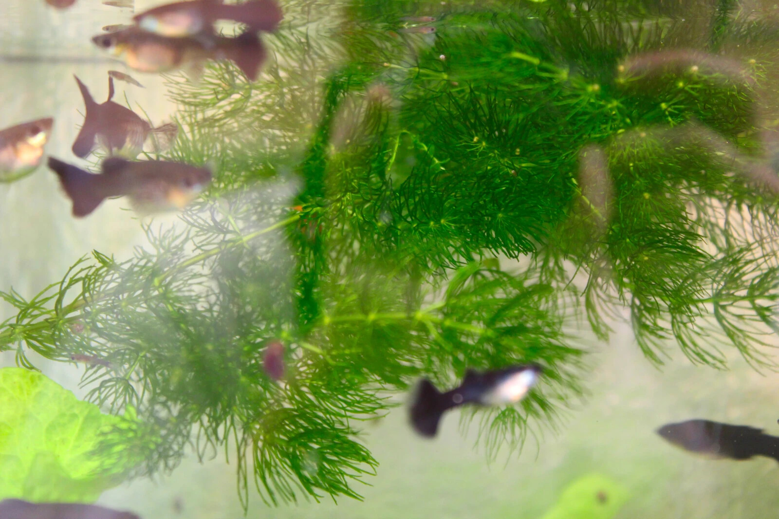 3+ Hornwort Live Aquarium Plants