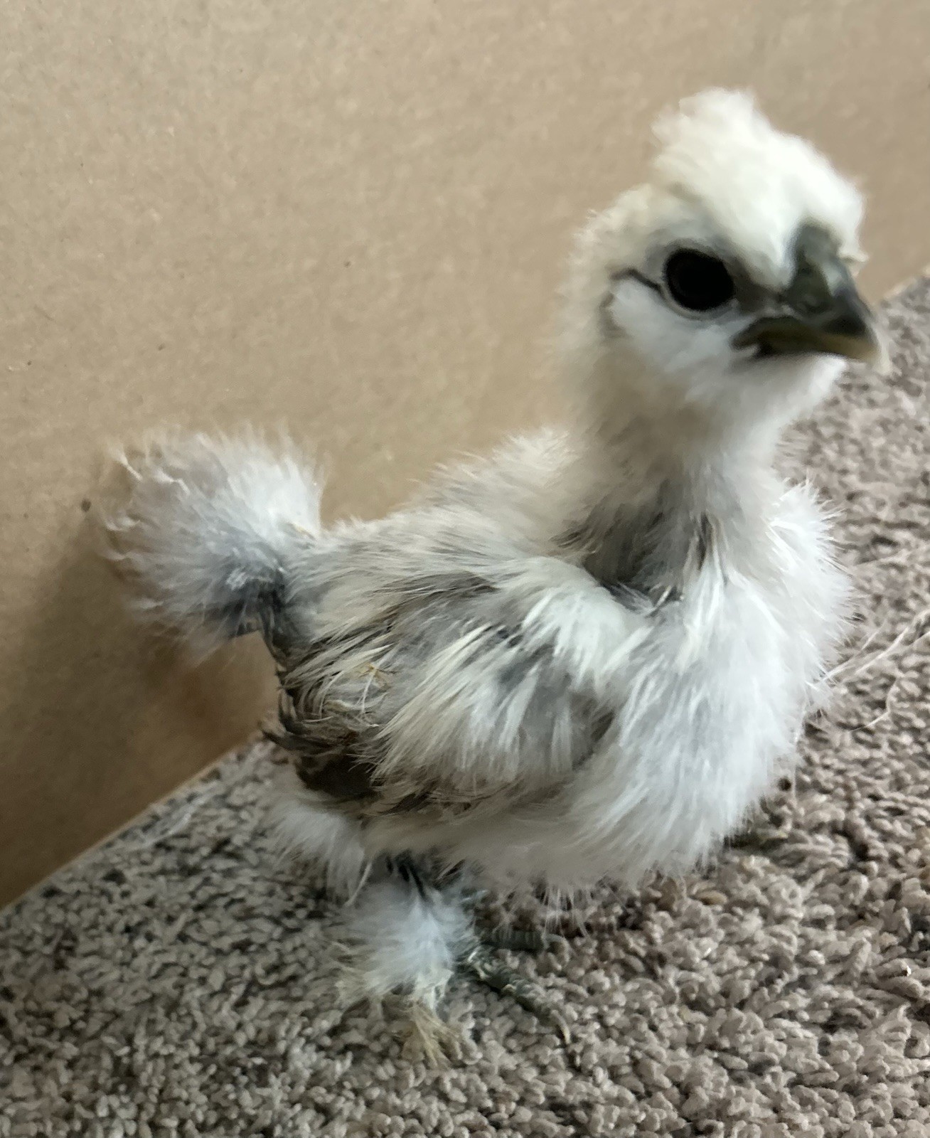 6+ Silkie Hatching Eggs - Fertile- NPIP