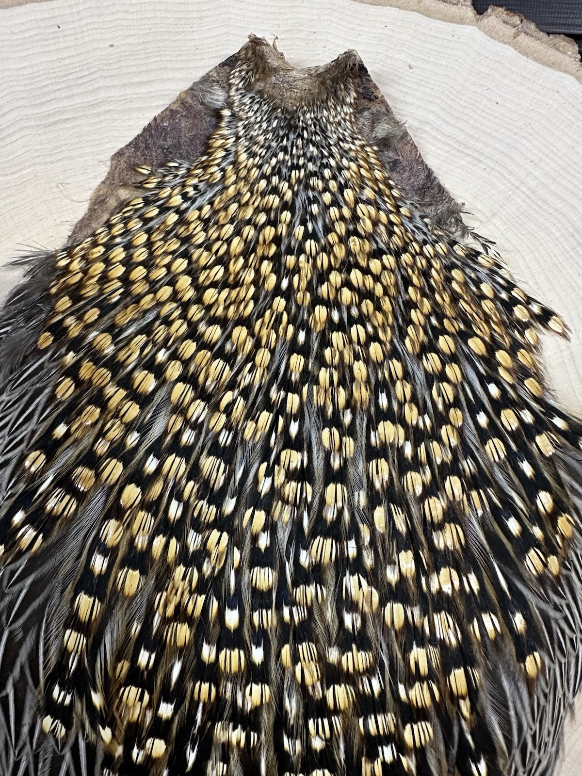 Jungle Cock Cape