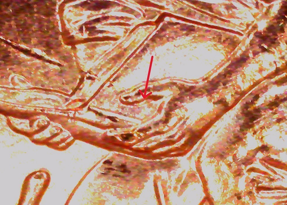 2009-P Lincoln Formative Years - WDDR-008- Error Cent