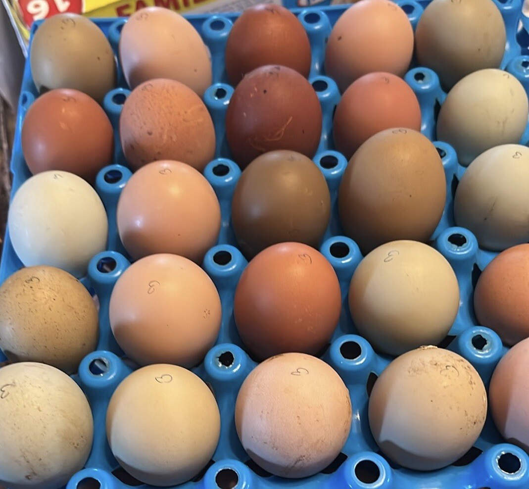 Hatching Eggs RAINBOW LAYERS / OLIVE EGGERS 10+2 NPIP Pure Breeds possible Dozen