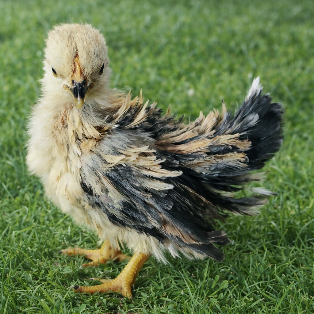 Special Order For ***marbre_5386*** ONLY Pure Serama Hatching Eggs 5 Plus Extra