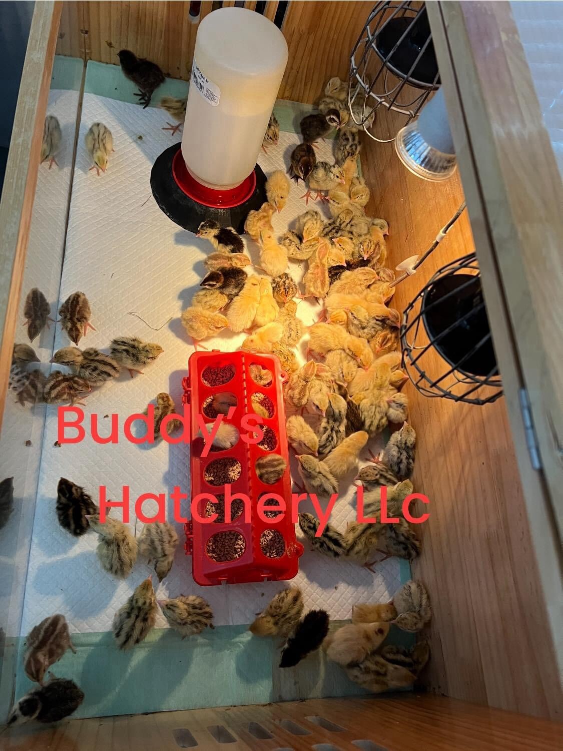 24 All Black Coturnix Quail Hatching Eggs NPIP Healthy