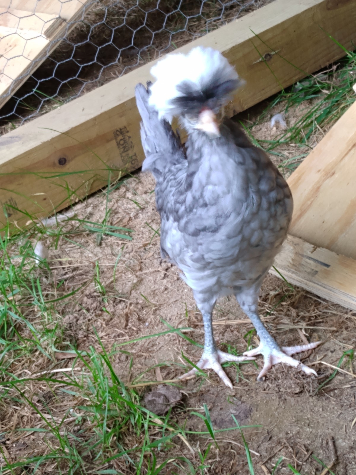 Hatching Eggs Polish White Crested 8+ Blue, Black, Splash