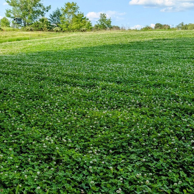 MAGNET OUTDOORS FOUNDER'S BLEND NORTH FOOD PLOT SEED