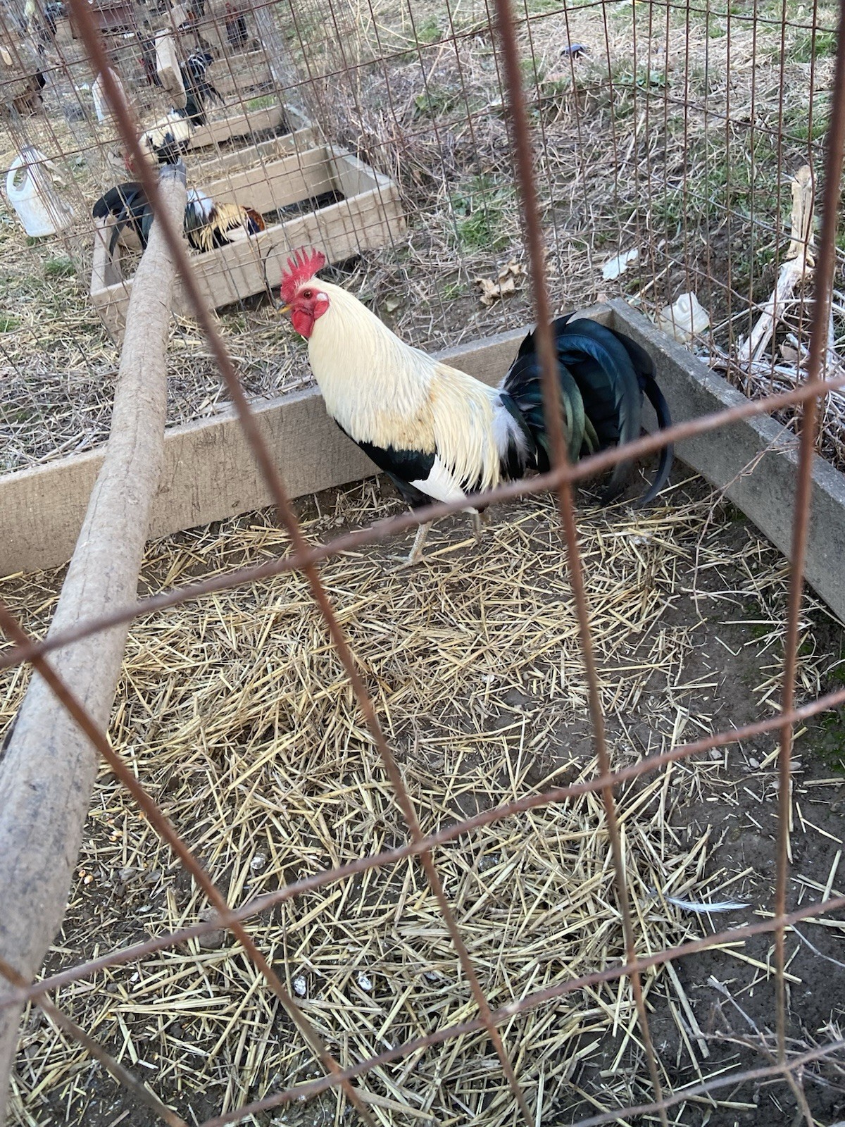 Fertile Hatching Eggs – From Healthy, Well-Cared Pair Sold By 6 Packs