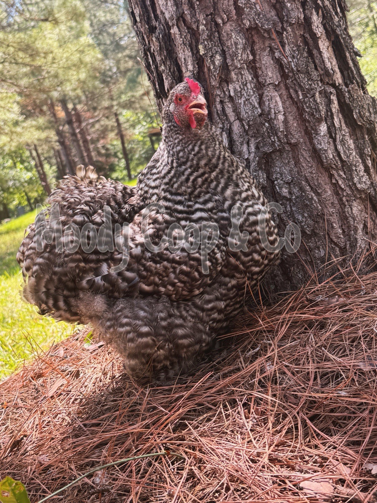 6+ Fertile Large Fowl Barred Cochin Hatching Eggs 🐣