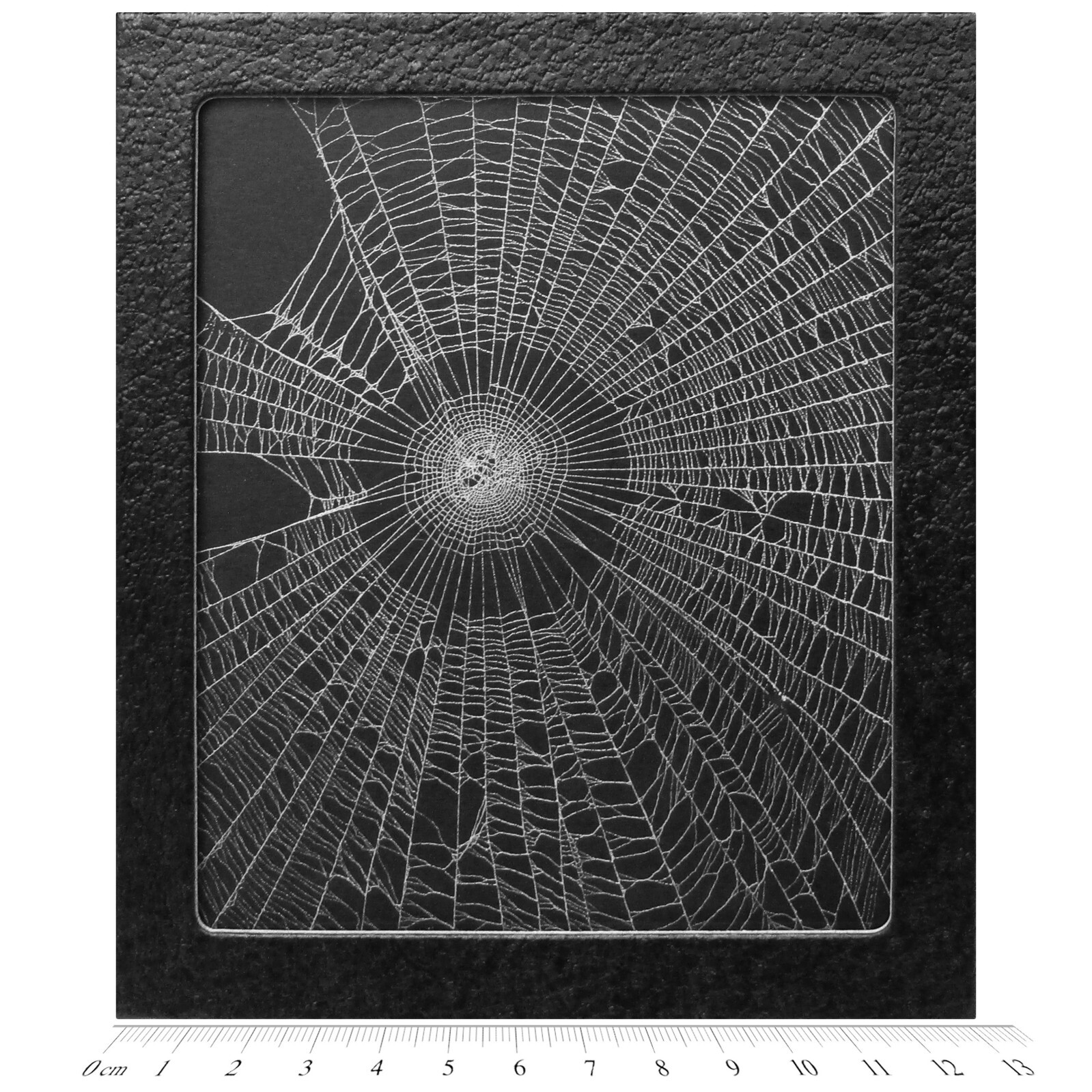 Orb weaver spider web framed preserved USA W1