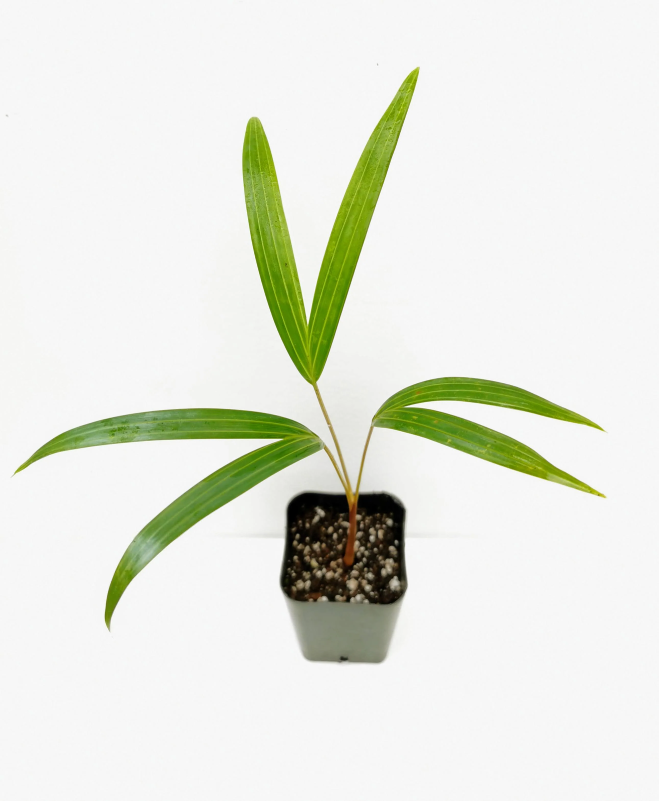 Chrysalidocarpus / Dypsis pembana Clustering Palm Tree