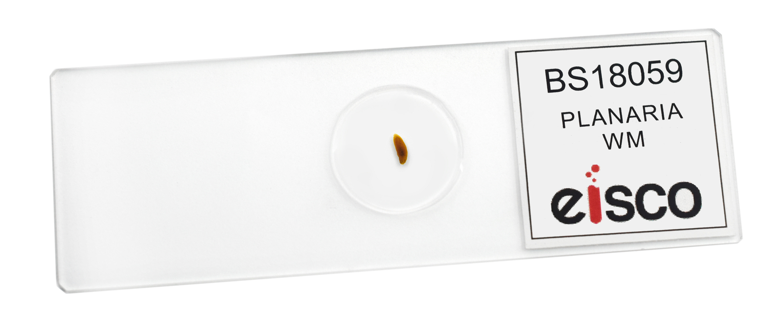 Planaria, WM - Prepared Microscope Slide - 75x25mm - Eisco Labs