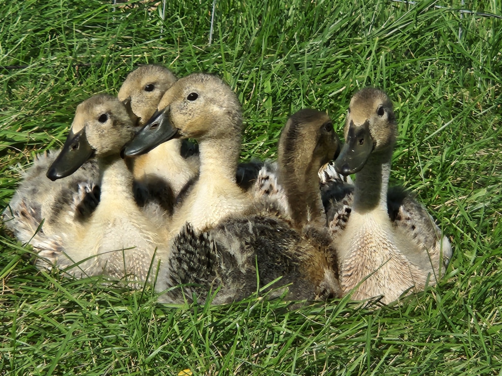 6++ Organically raised Welsh Harlequin Hatching Eggs. NPIP cert. 35-0909