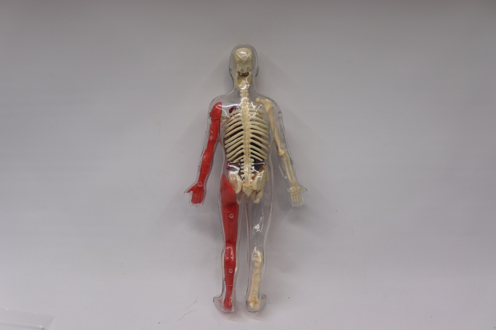 Human Body Educational Clear Plastic Anatomy Body 13" Tall Parts