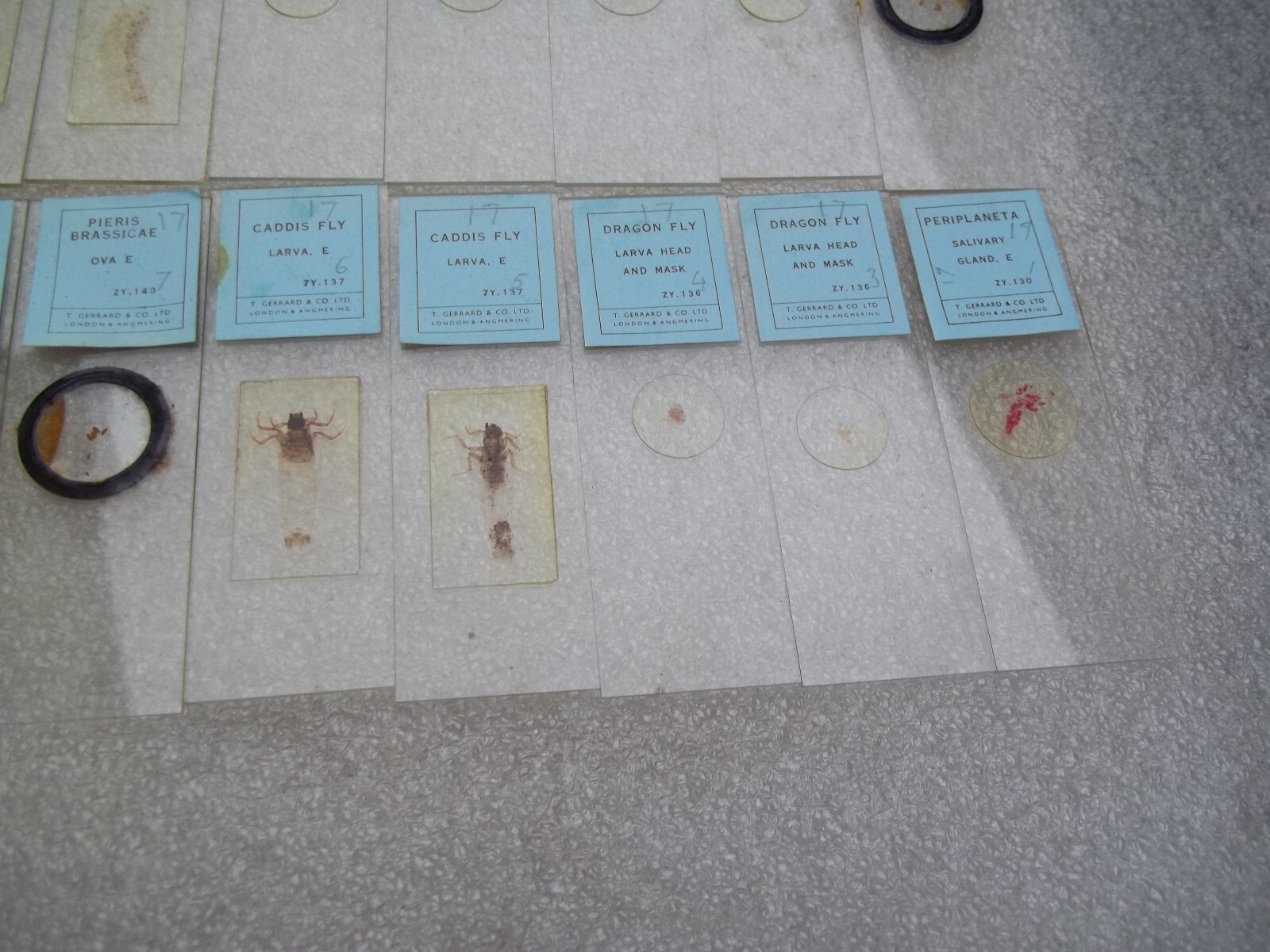 Vintage Glass Microscope Slides -